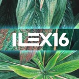 Ilex16sq